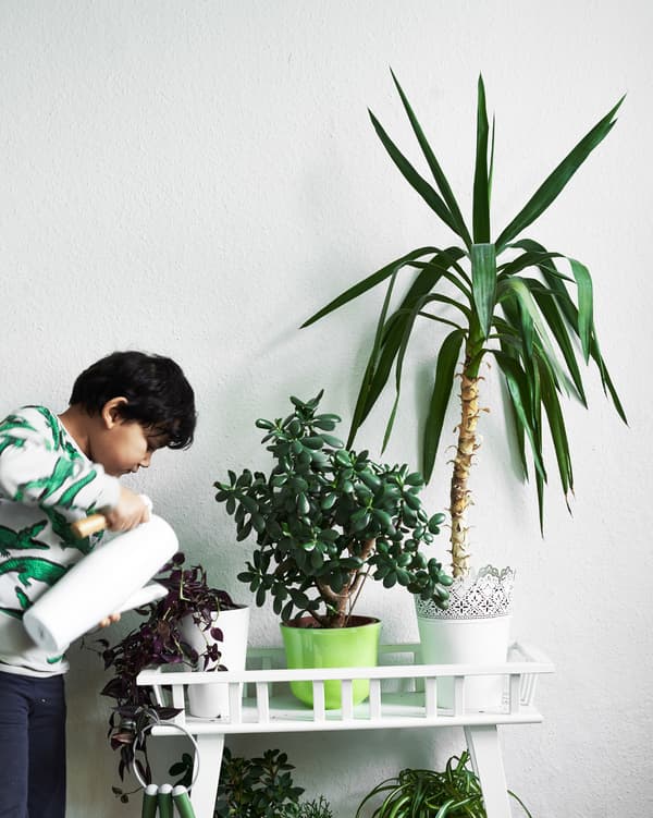Justus is great at taking care of indoor plants.
