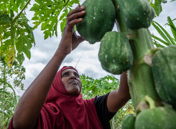 Kaha Abdula, rifugiata somala, tasta i frutti che crescono sul suo albero di papaya. – IKEA