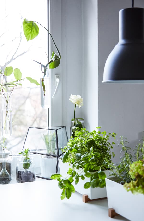 Keep herbs on the worktop for easy access.