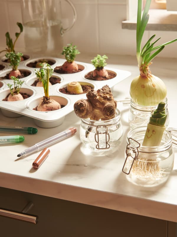 Kitchen worktop with vegetable shoots: some in soil in a VARDAGEN muffin tin, others in water in KORKEN jars.