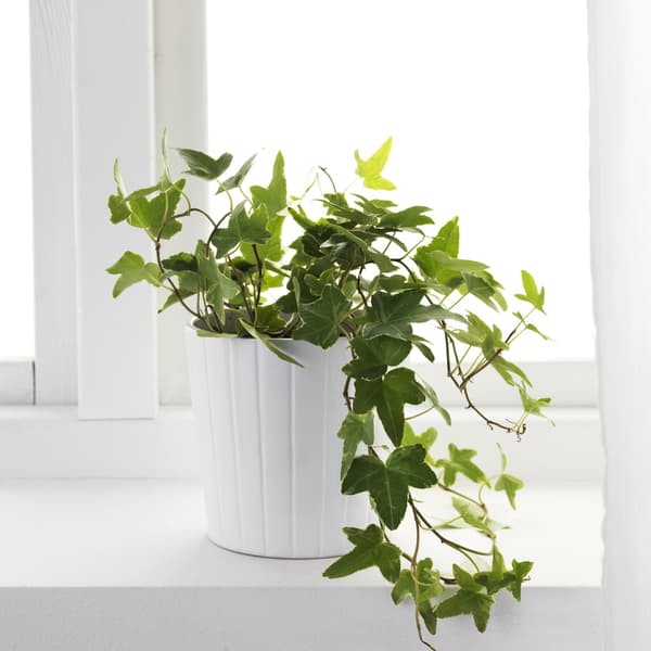 Lierre vert dans un pot blanc sur un rebord de fenêtre lumineux. Les longues tiges apportent une touche naturelle et décorative.