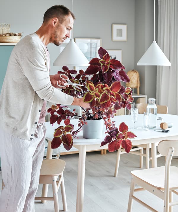 Living room interior – table, chairs, bookcases – with a man pruning a plant, using scissors to cut off sprawling twigs.
