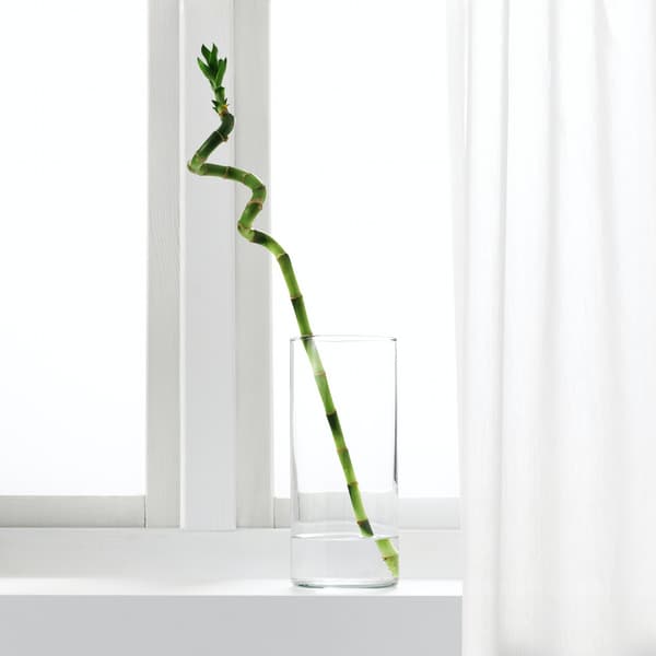 Lucky bamboo in a vase with water