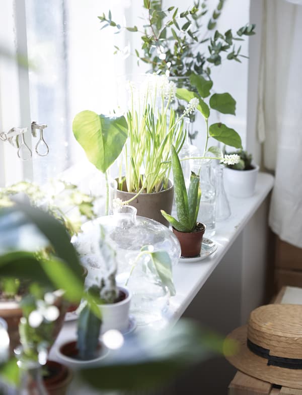 Make a natural windowsill plant display to bring some calm to your bedroom.