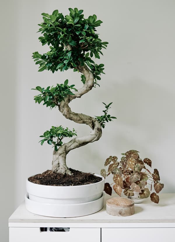 Melia a des plantes vertes dans chaque pièce