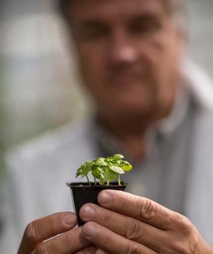 mini pot plant seedling