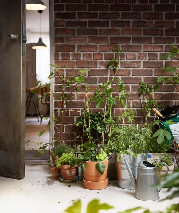 Mulakan menanam anak benih di dalam rumah sebelum memindahkannya ke luar selepas ia besar. Letakkannya ke dalam pasu pokok SOCKER IKEA!