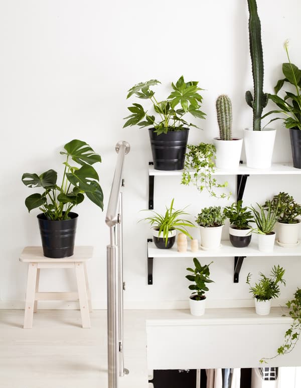 Murs blancs et jeu de tablettes décorées de plantes en pots de différentes tailles.