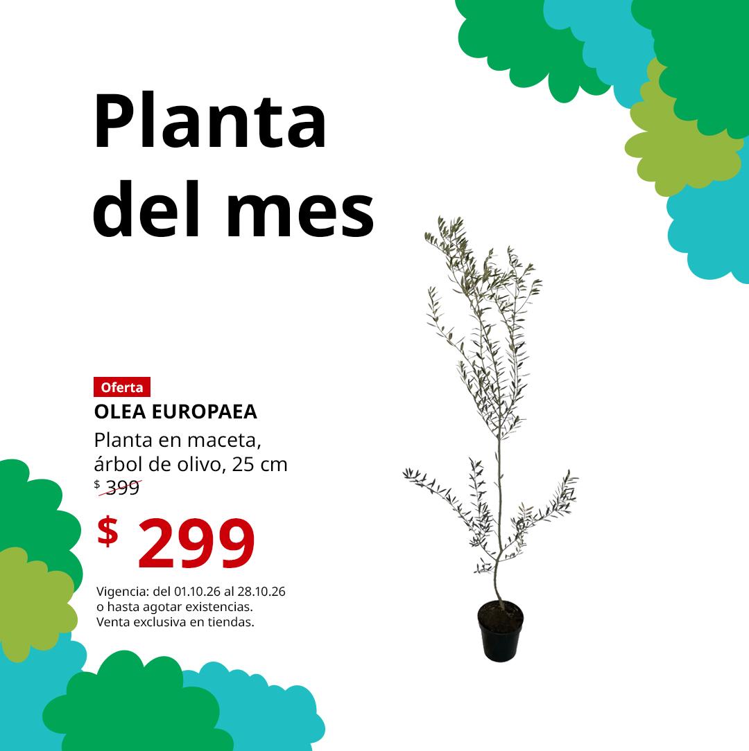 Mx_FY26_Plant_of_Month_OLEA_EUROPAEA