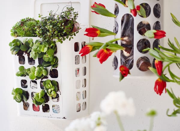 Nærbillede af VARIERA beholdere til plastposer hænger på væggen og bruges til at dyrke blomster og løg.