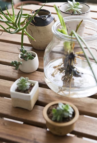 Optez pour des plantes et des objets naturels variés