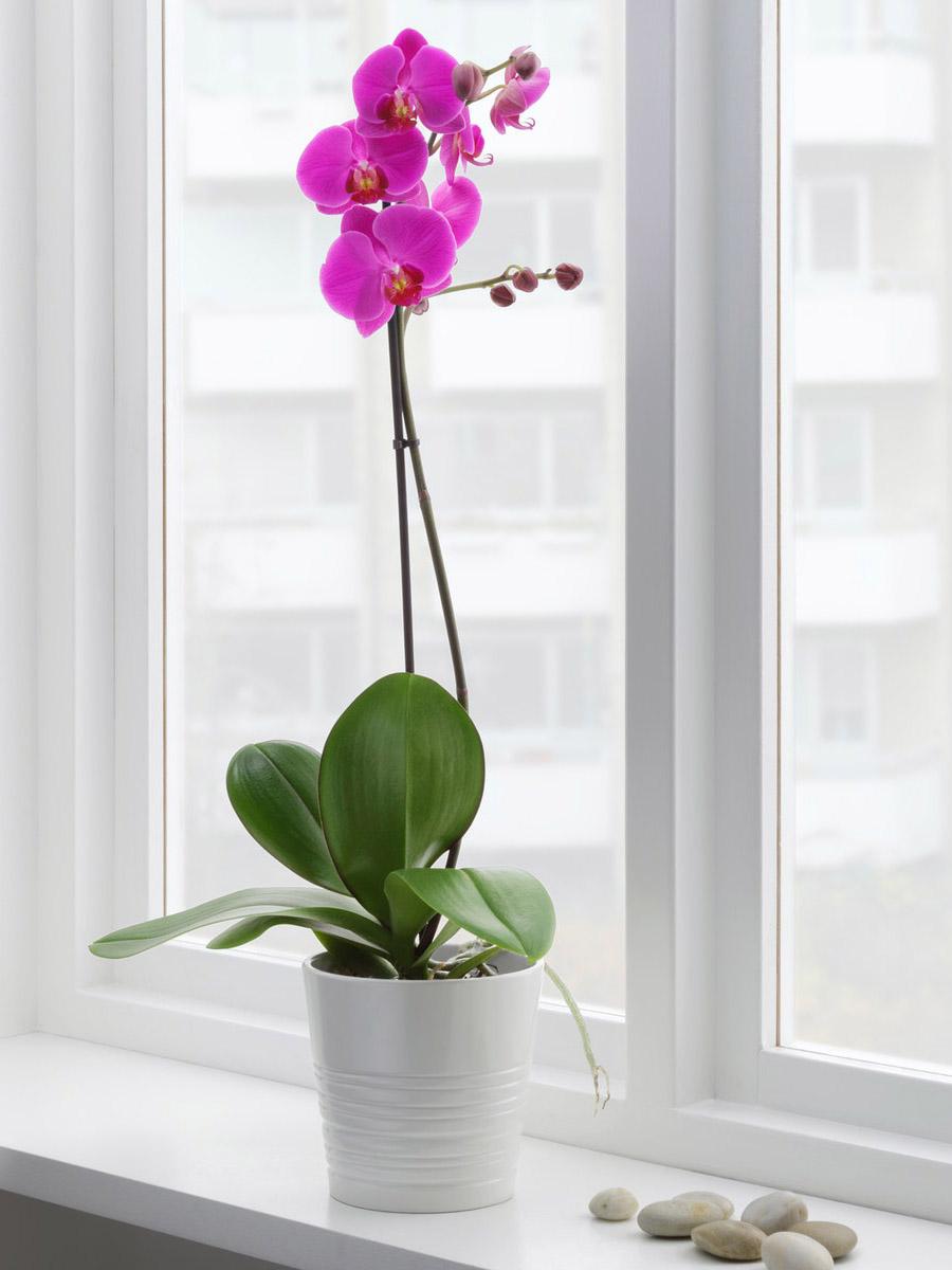 Orchid