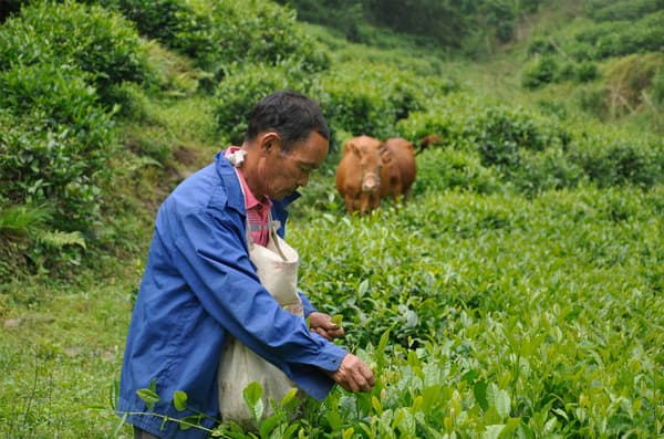 Organic tea farming helps preserving biodiversity, and maintaining soil health.