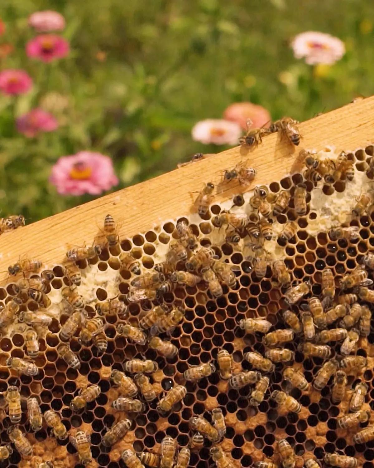 Panal de abejas