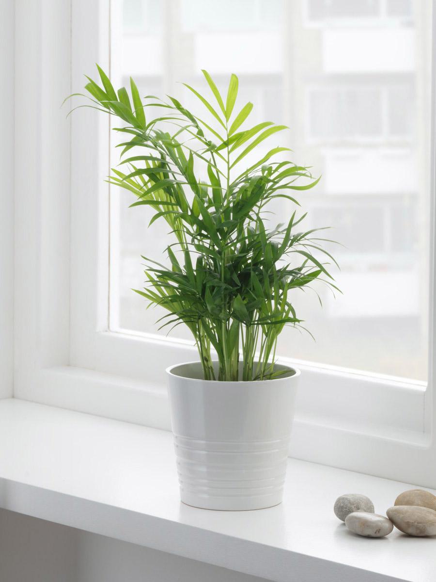 Parlour palm