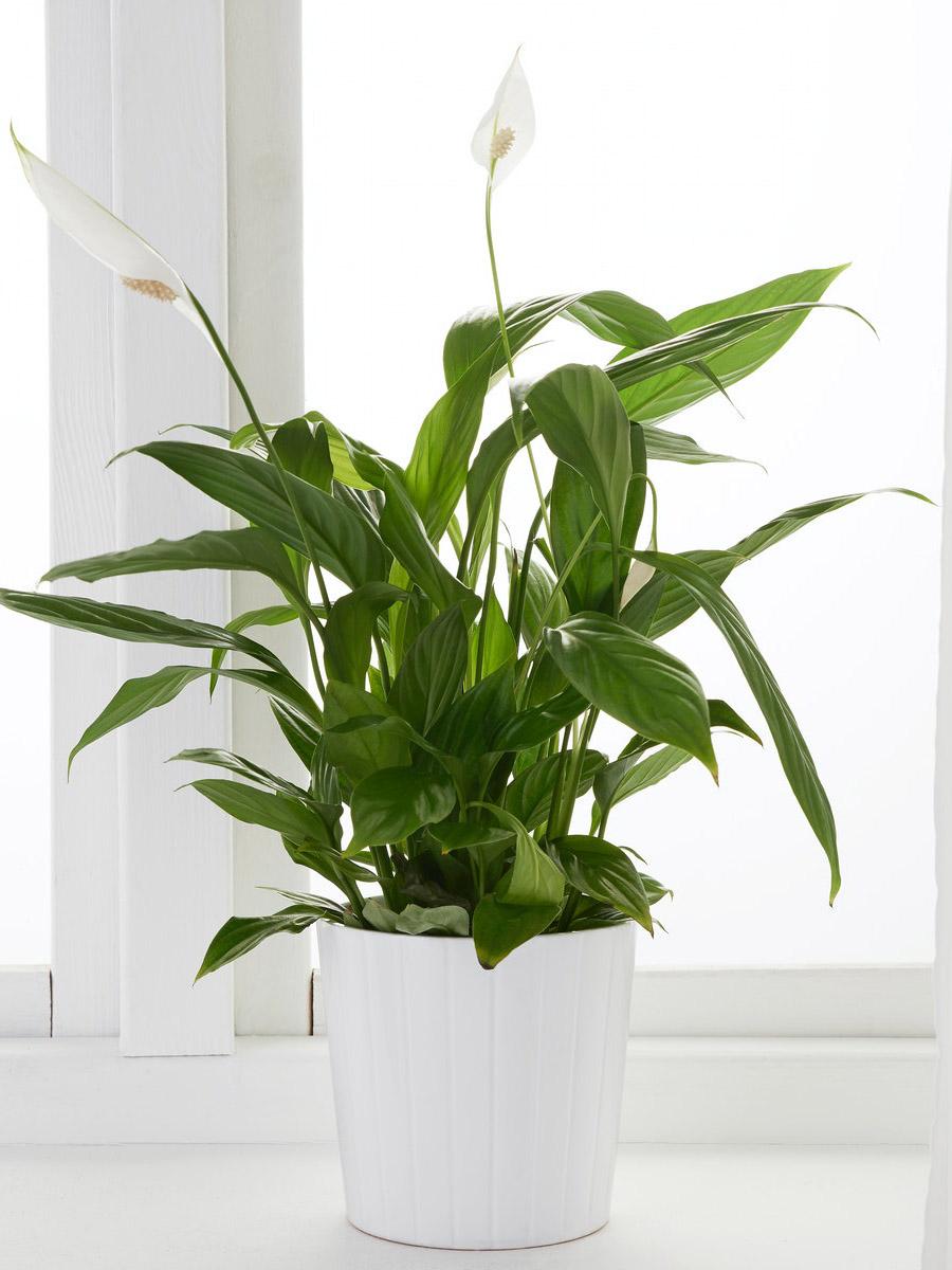 Peace lily