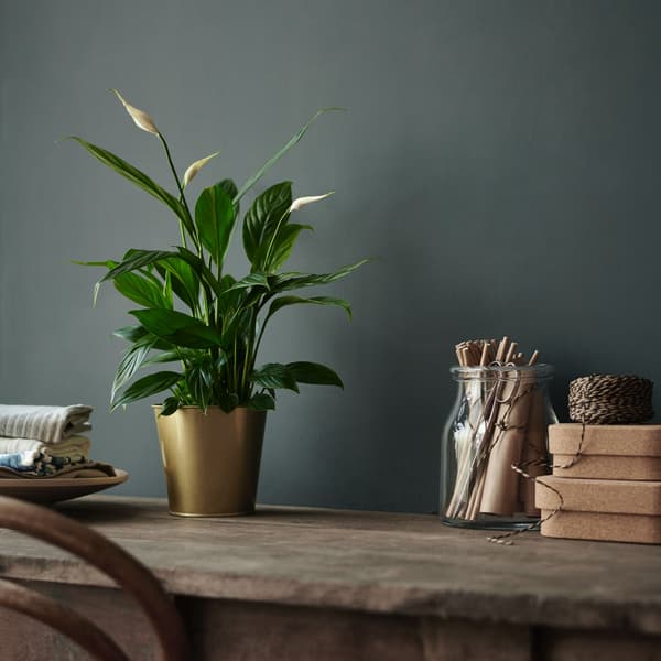 Peace lily sits on a vintage table in a gold plant pot