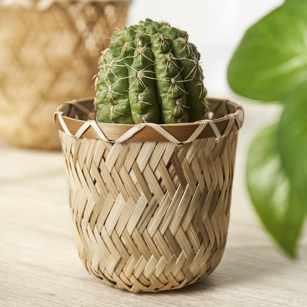 Petit cactus vert dans un panier tressé décoratif posé sur une surface en bois. Les matériaux naturels créent une ambiance chaleureuse.