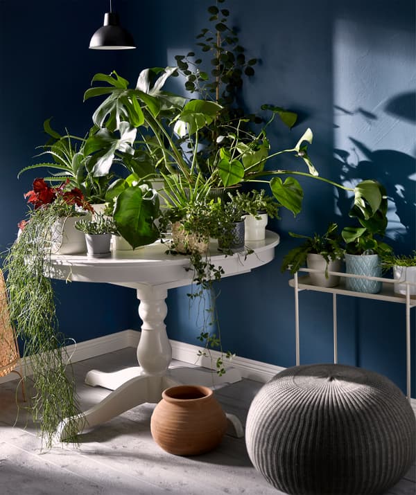 Petite table ronde dans un coin sur un pied, totalement coiffée de multiples plantes en pot.