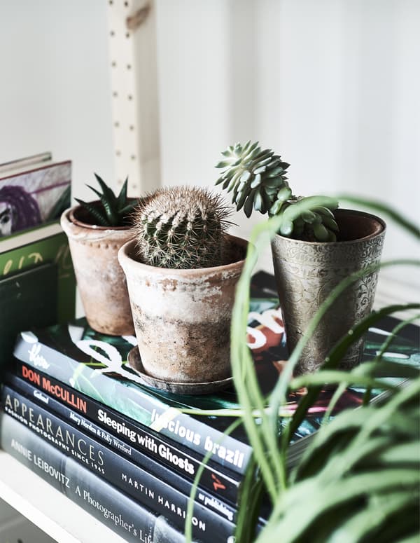 Petites plantes posées sur des livres 