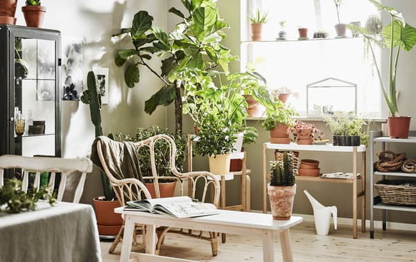 Pièce lumineuse avec établi de jardinage, étagère, piédestal et fauteuils, garnie de nombreuses plantes vertes.