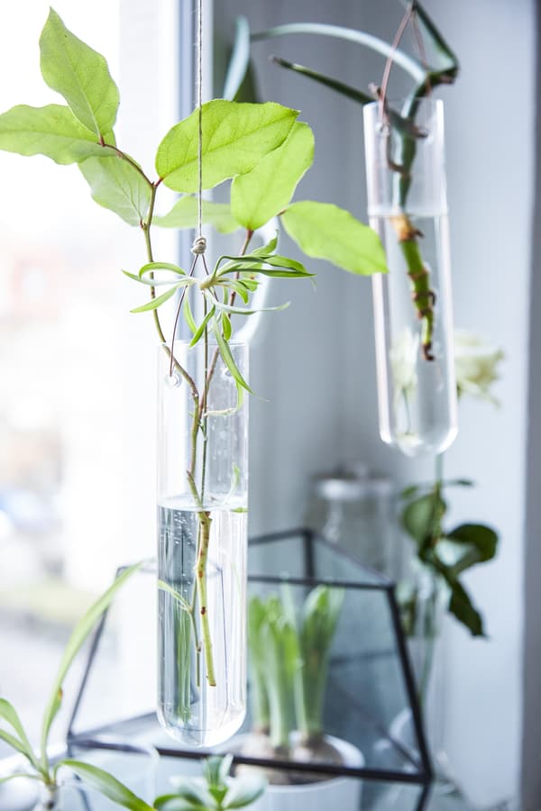Place cuttings in water.