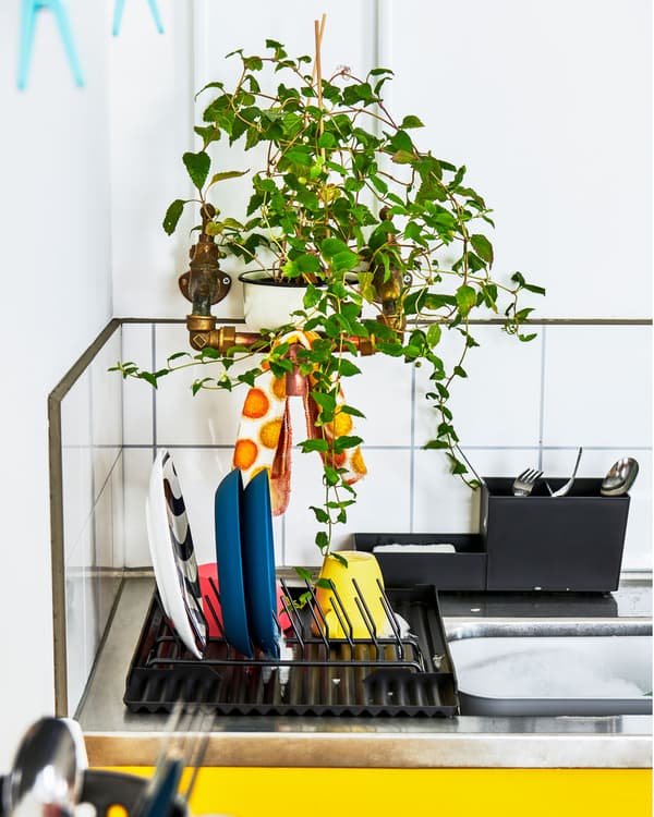 Plan de travail d'une kitchenette avec égouttoirs à vaisselle. Au-dessus, une plante verte dissimule des tuyaux.