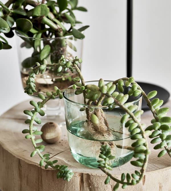 Plant cuttings growing in glasses on a wooden surface.