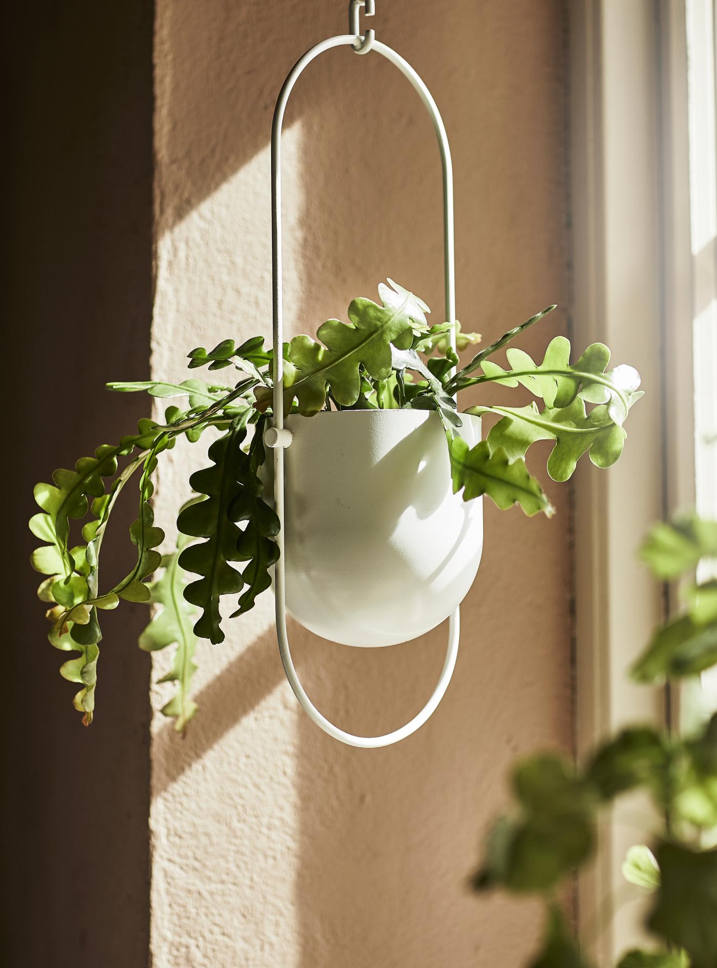 Plant pots