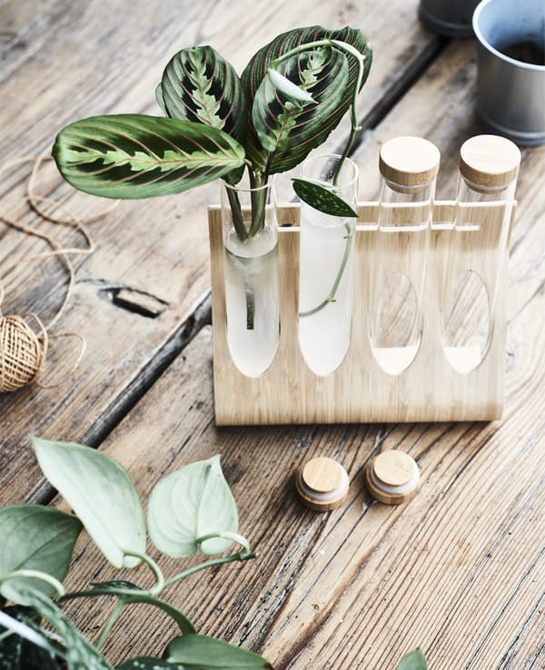 Plant stems in glass tubes in a bamboo holder.