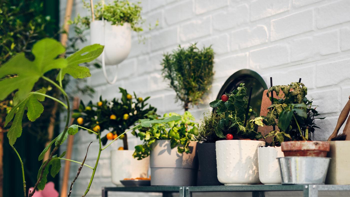 Plantas agrupadas en macetas SESAMFRÖN y una jardinera colgante CHILISTRÅN en estanterías HYLLIS junto a una pared de ladrillo blanco.