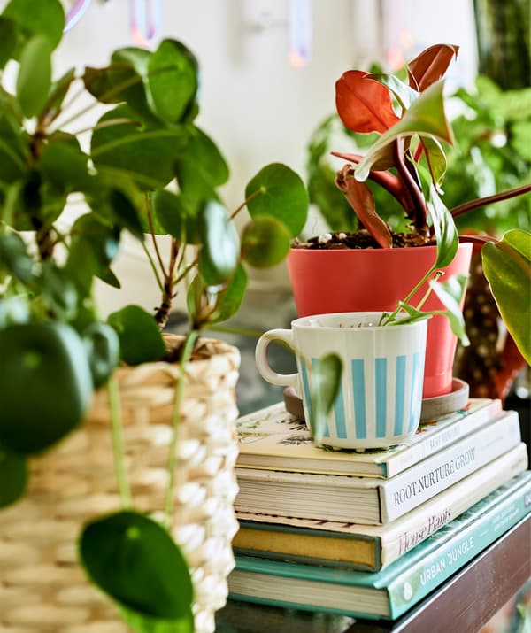 Plante dans une tasse à thé posée sur une pile de livres, au milieu d'autres plantes.