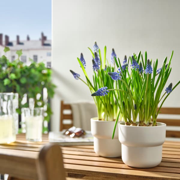 Plantes à fleurs bleues dans des pots blancs sur une table en bois près d’une fenêtre ensoleillée. Une touche fraîche et naturelle.
