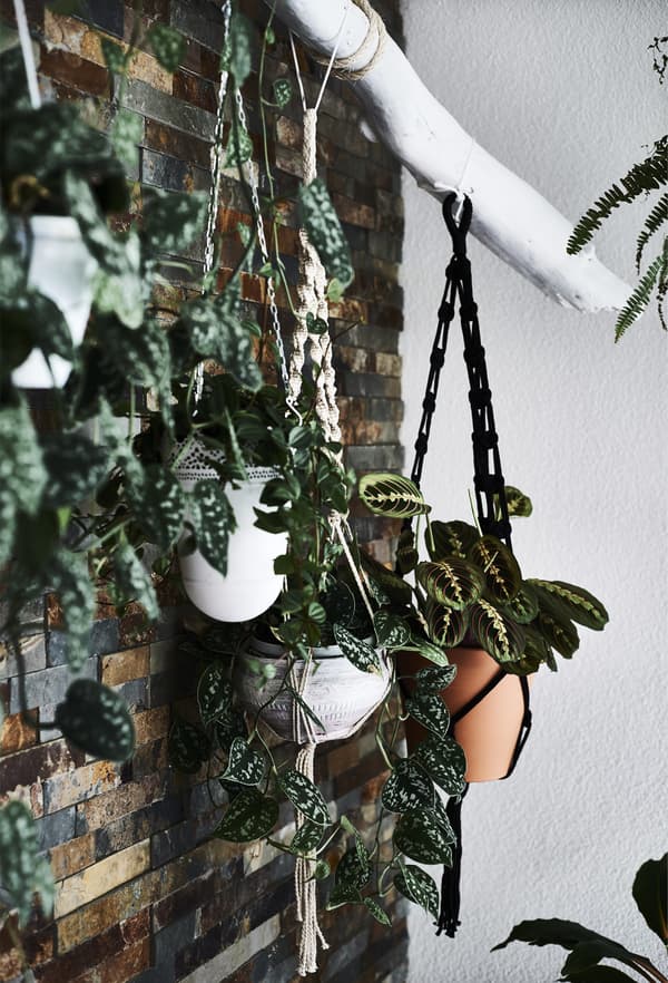 Plantes accrochées à des supports en macramé fixés à une branche blanche.