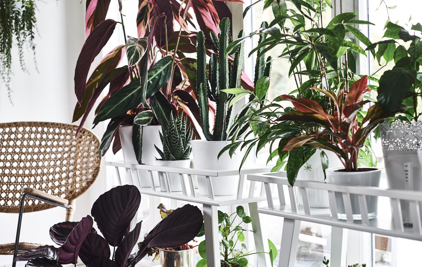 Plantes colorées sur des piédestaux, devant une fenêtre et un fauteuil en rotin.