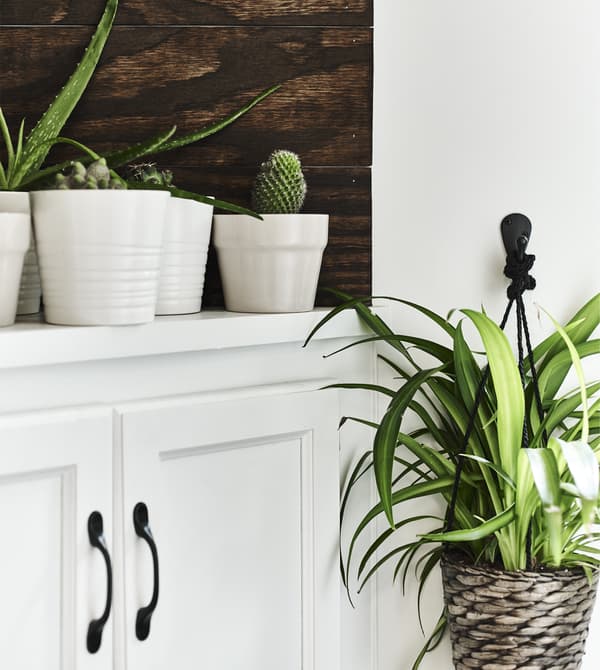 Plantes dans des cache-pots blancs, posées sur une buffet blanc.