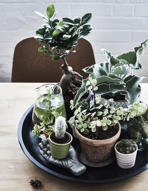 Plantes disposées en groupe.