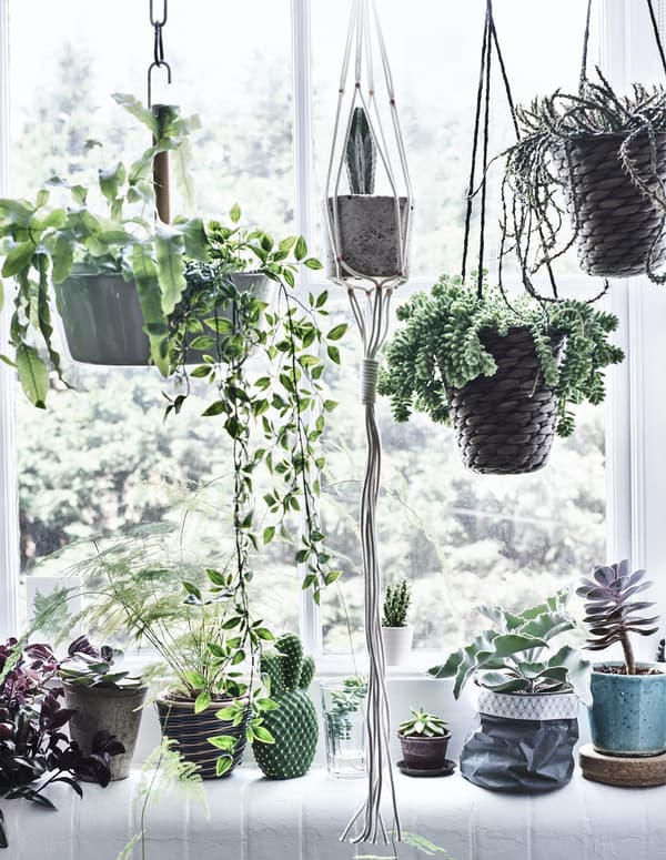 Plantes en pot et suspendues devant une fenêtre.