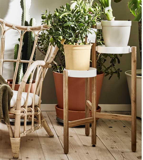 Plantes en pot sur un piédestal et grand cactus, avec fauteuil de lecture au milieu.