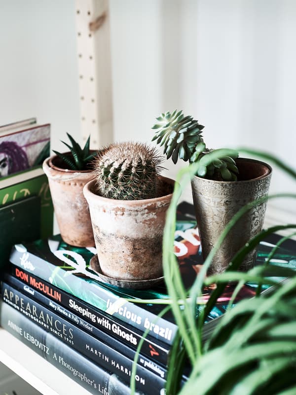 Plantes en pots exposées sur des livres