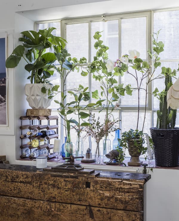 Plantes et boutures disposées sur l’appui d’une grande fenêtre.