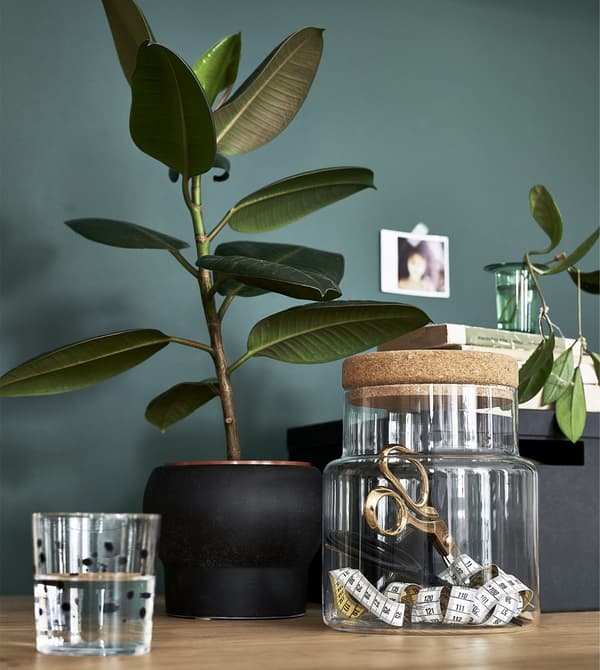 Plants and a glass jar against a green wall.