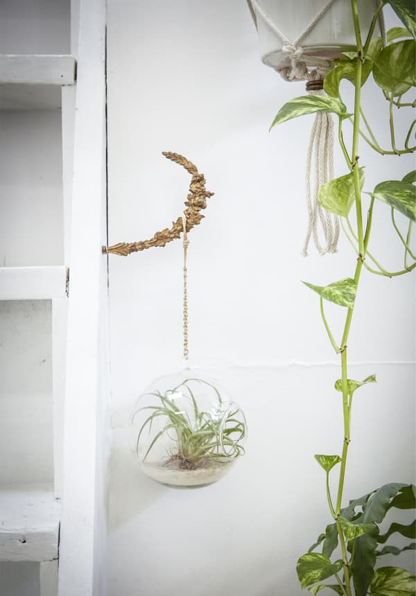Plants hanging from a macramé holder