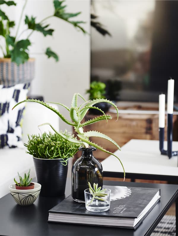 Plants in different vases and pots on a black coffee table.