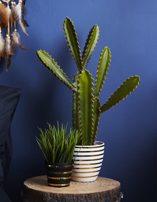 Plants in pots decorated with gold tape, against a blue wall.