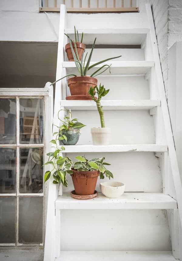 Plants line the staircase