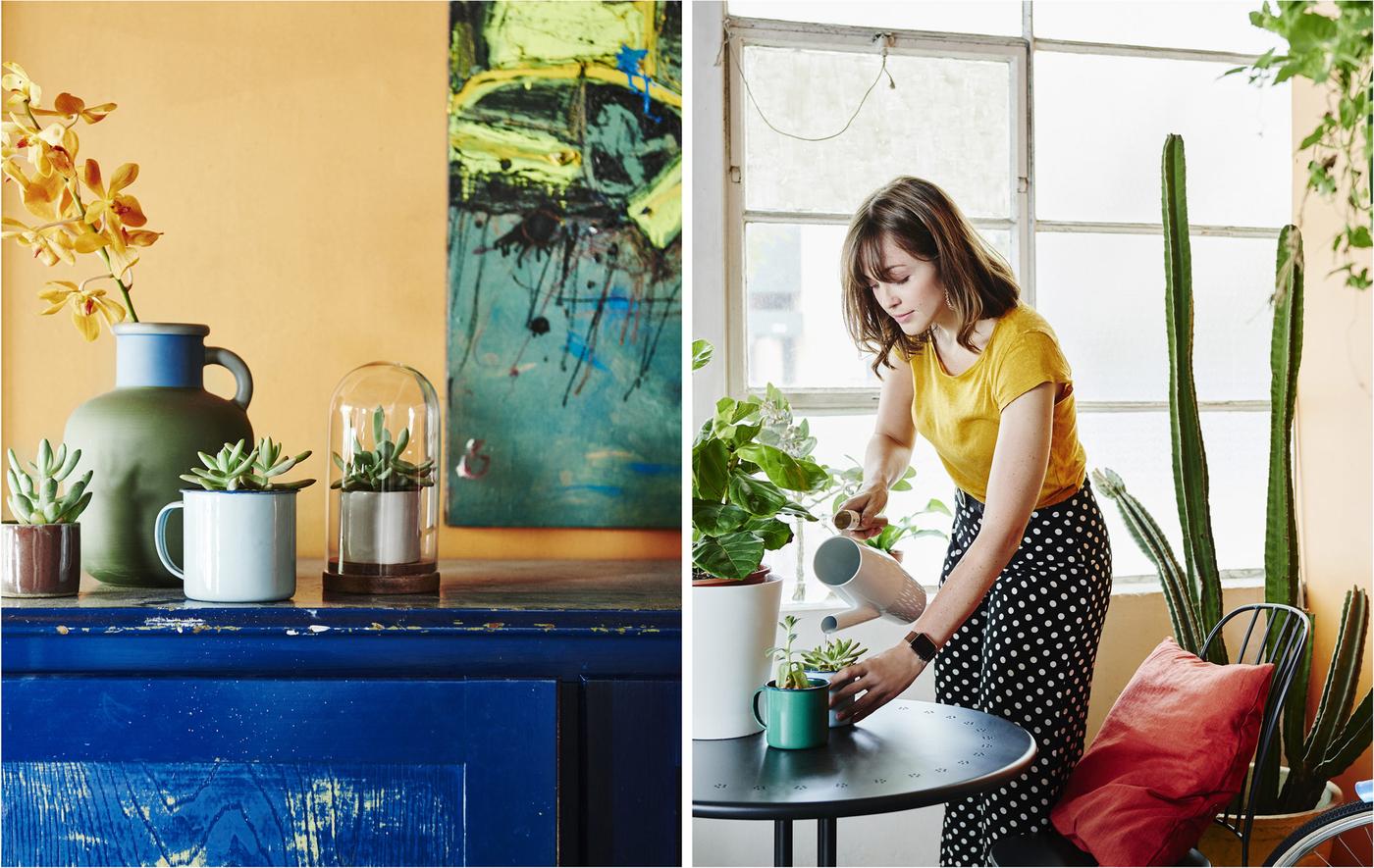 Pot plants on a blue sideboard against an orange wall and a woman watering plants on a black table.