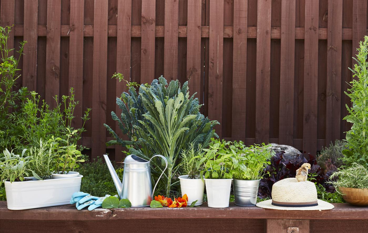 Pots d’herbes alignés sur un banc de jardin