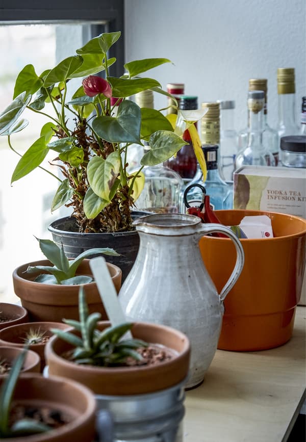 Potted plants and a jug on a windowsill.