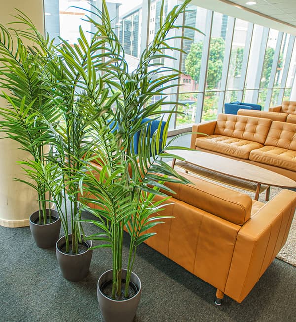 Potted plants are placed behind a mustard yellow sofa.